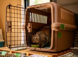 У Японії подали на схвалення препарат від хронічної хвороби нирок у котів