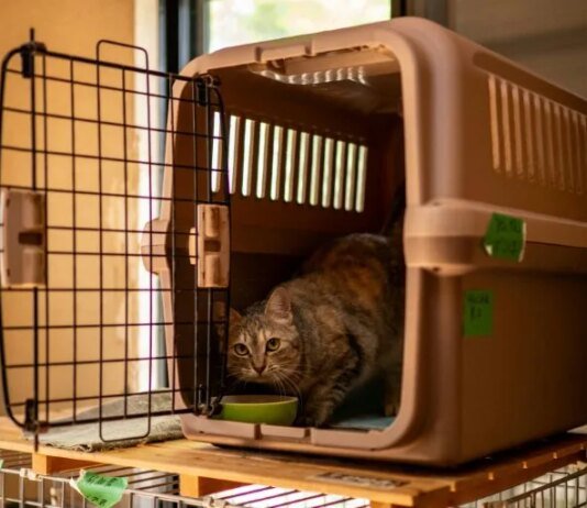 У Японії подали на схвалення препарат від хронічної хвороби нирок у котів