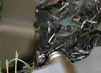 У Новгород-Сіверському районі зафіксували спробу росіян дистанційно замінувати територію