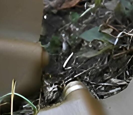 У Новгород-Сіверському районі зафіксували спробу росіян дистанційно замінувати територію