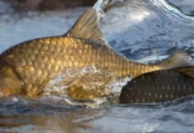 На Чернігівщині стартує нерестова заборона: коли і де діятимуть обмеження