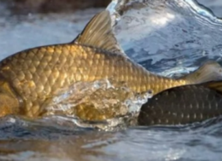 На Чернігівщині стартує нерестова заборона: коли і де діятимуть обмеження