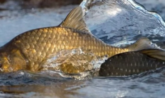 На Чернігівщині стартує нерестова заборона: коли і де діятимуть обмеження