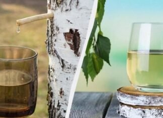 На Чернігівщині стартував сезон березового соку: з нього готують квас і навіть «шампанське»