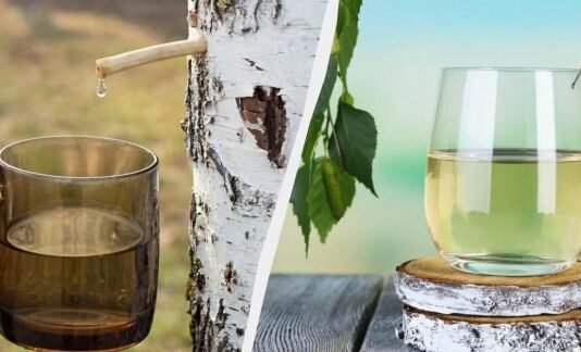 На Чернігівщині стартував сезон березового соку: з нього готують квас і навіть «шампанське»