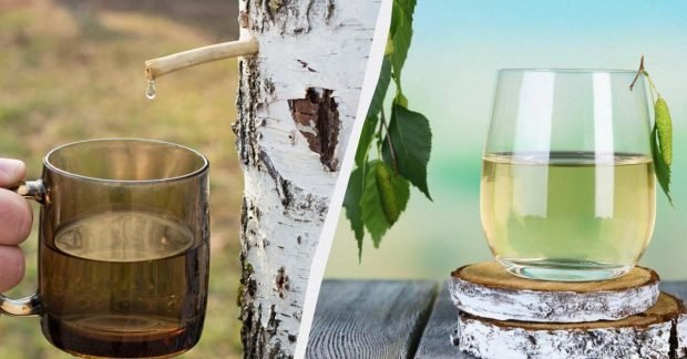 На Чернігівщині стартував сезон березового соку: з нього готують квас і навіть «шампанське»