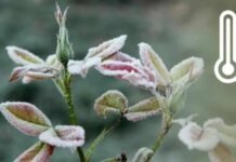 До мінус трьох градусів: синоптики попереджають про заморозки на Чернігівщині