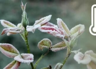 До мінус трьох градусів: синоптики попереджають про заморозки на Чернігівщині