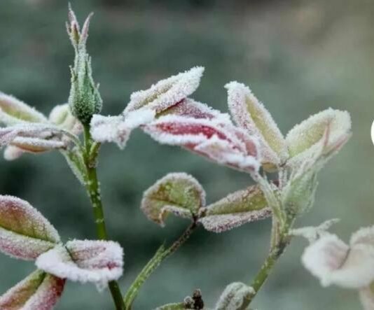 До мінус трьох градусів: синоптики попереджають про заморозки на Чернігівщині