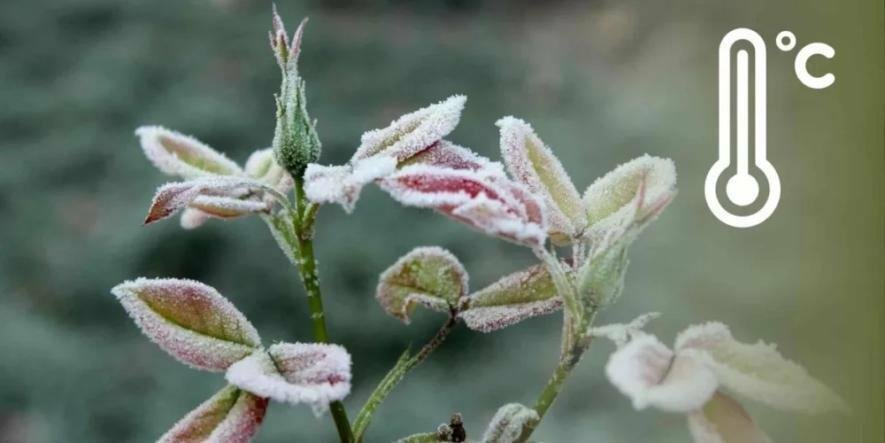До мінус трьох градусів: синоптики попереджають про заморозки на Чернігівщині