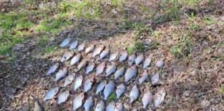 27 кг улову та понад 62 тис грн збитків: на Чернігівщині викрили браконьєра