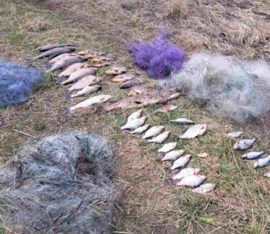 На Десні поблизу Шестовиці затримали браконьєра: натягав риби сіткою на понад 75 тис грн