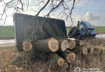 На Ніжинщині чоловіку повідомили про підозру за незаконну порубку дерев на понад 240 тис грн
