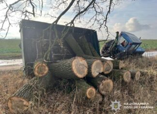 На Ніжинщині чоловіку повідомили про підозру за незаконну порубку дерев на понад 240 тис грн