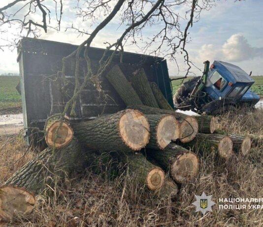 На Ніжинщині чоловіку повідомили про підозру за незаконну порубку дерев на понад 240 тис грн