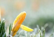 На Чернігівщині оголосили помаранчевий рівень небезпеки через заморозки