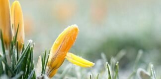 На Чернігівщині оголосили помаранчевий рівень небезпеки через заморозки