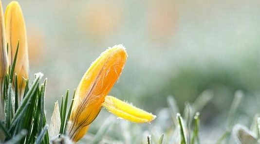 На Чернігівщині оголосили помаранчевий рівень небезпеки через заморозки