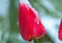 До мінус 3º на поверхні ґрунту: на Чернігівщині знову очікуються заморозки