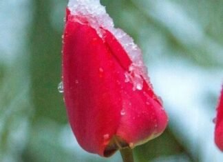 До мінус 3º на поверхні ґрунту: на Чернігівщині знову очікуються заморозки