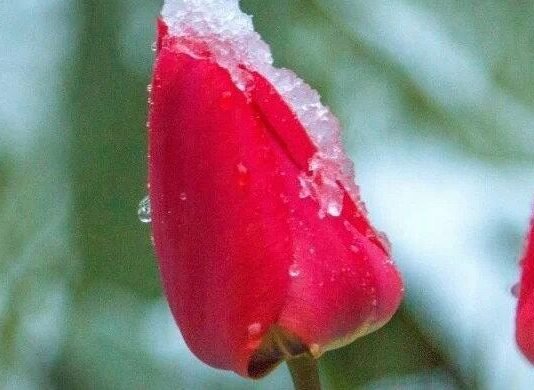 До мінус 3º на поверхні ґрунту: на Чернігівщині знову очікуються заморозки