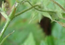 Не така вже й звичайна: на Чернігівщині росте рідкісна суниця