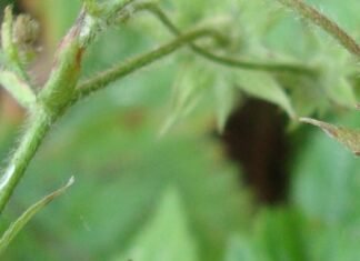 Не така вже й звичайна: на Чернігівщині росте рідкісна суниця