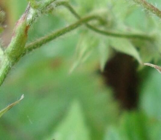 Не така вже й звичайна: на Чернігівщині росте рідкісна суниця