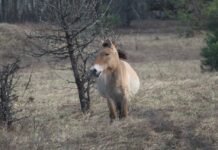 Популяція коней Пржевальського пережила зиму: частина тварин ослаблена, але загрози виживанню немає