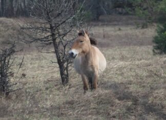 Популяція коней Пржевальського пережила зиму: частина тварин ослаблена, але загрози виживанню немає