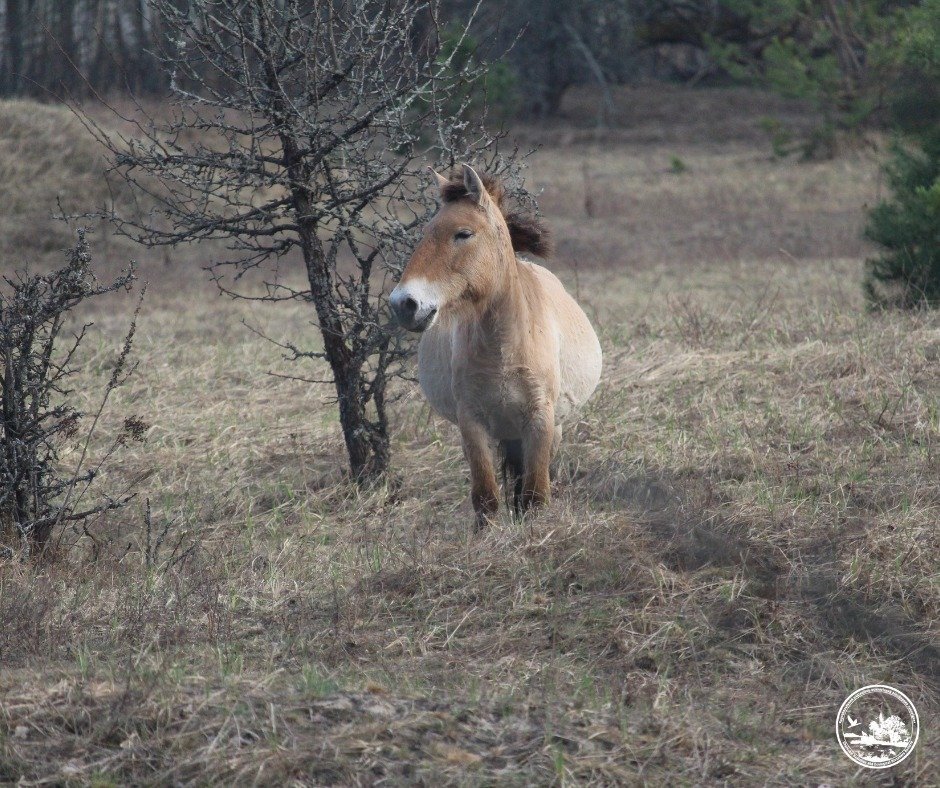 Популяція коней Пржевальського пережила зиму: частина тварин ослаблена, але загрози виживанню немає