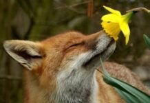 На Чернігівщині розпочався «сезон тиші»: скільки триватиме та що не можна робити