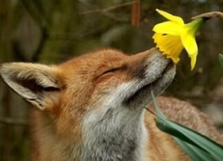 На Чернігівщині розпочався «сезон тиші»: скільки триватиме та що не можна робити