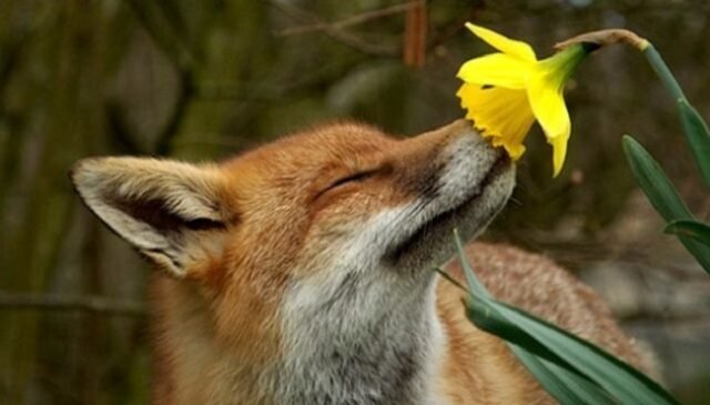 На Чернігівщині розпочався «сезон тиші»: скільки триватиме та що не можна робити