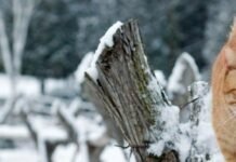 Аномально теплий і сухий березень зафіксували на Чернігівщині