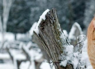 Аномально теплий і сухий березень зафіксували на Чернігівщині