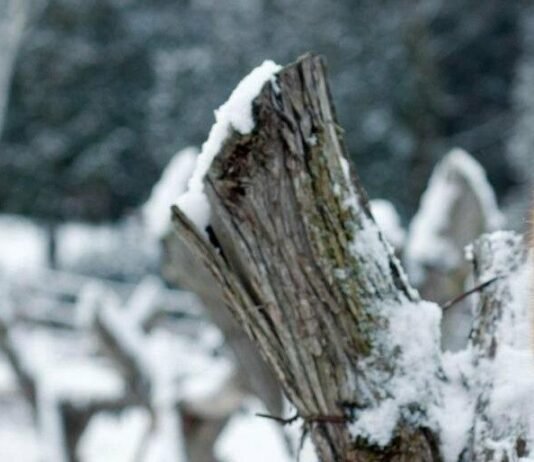 Аномально теплий і сухий березень зафіксували на Чернігівщині