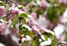 Чернігівщину накриють нічні заморозки: синоптики попереджають про ІІ рівень небезпеки