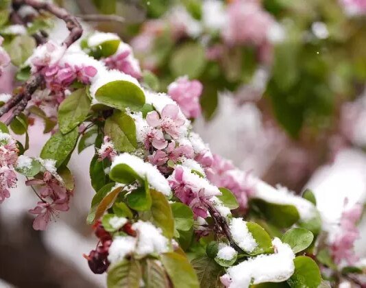 Чернігівщину накриють нічні заморозки: синоптики попереджають про ІІ рівень небезпеки