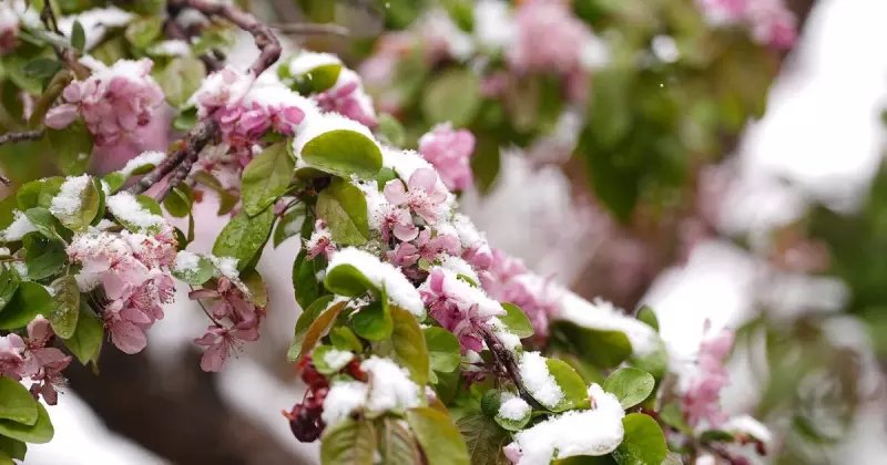 Чернігівщину накриють нічні заморозки: синоптики попереджають про ІІ рівень небезпеки