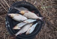 На Чернігівщині браконьєри сплатили понад 373 тис грн за незаконний вилов риби