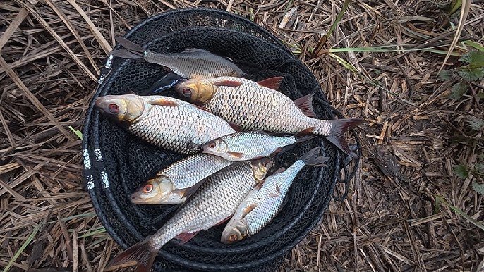 На Чернігівщині браконьєри сплатили понад 373 тис грн за незаконний вилов риби