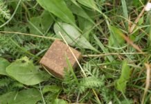 На Чернігівщині розпочинають імунізацію тварин від сказу: мешканців просять не чіпати приманки