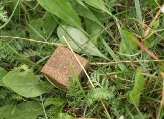 На Чернігівщині розпочинають імунізацію тварин від сказу: мешканців просять не чіпати приманки