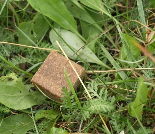 На Чернігівщині розпочинають імунізацію тварин від сказу: мешканців просять не чіпати приманки