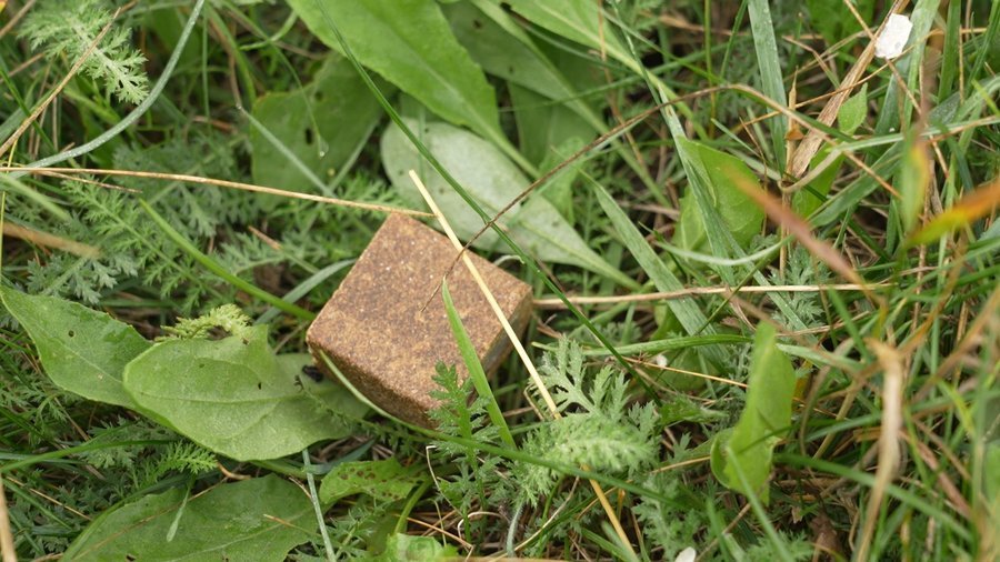 На Чернігівщині розпочинають імунізацію тварин від сказу: мешканців просять не чіпати приманки