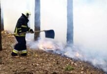 За добу на Чернігівщині сталося 17 пожеж: горіли ліси, будинки та авто