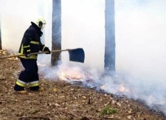 За добу на Чернігівщині сталося 17 пожеж: горіли ліси, будинки та авто
