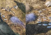Натягав сітками риби на майже 50 тис грн: на Чернігівщині спіймали браконьєра