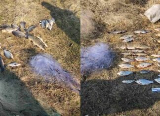 Натягав сітками риби на майже 50 тис грн: на Чернігівщині спіймали браконьєра